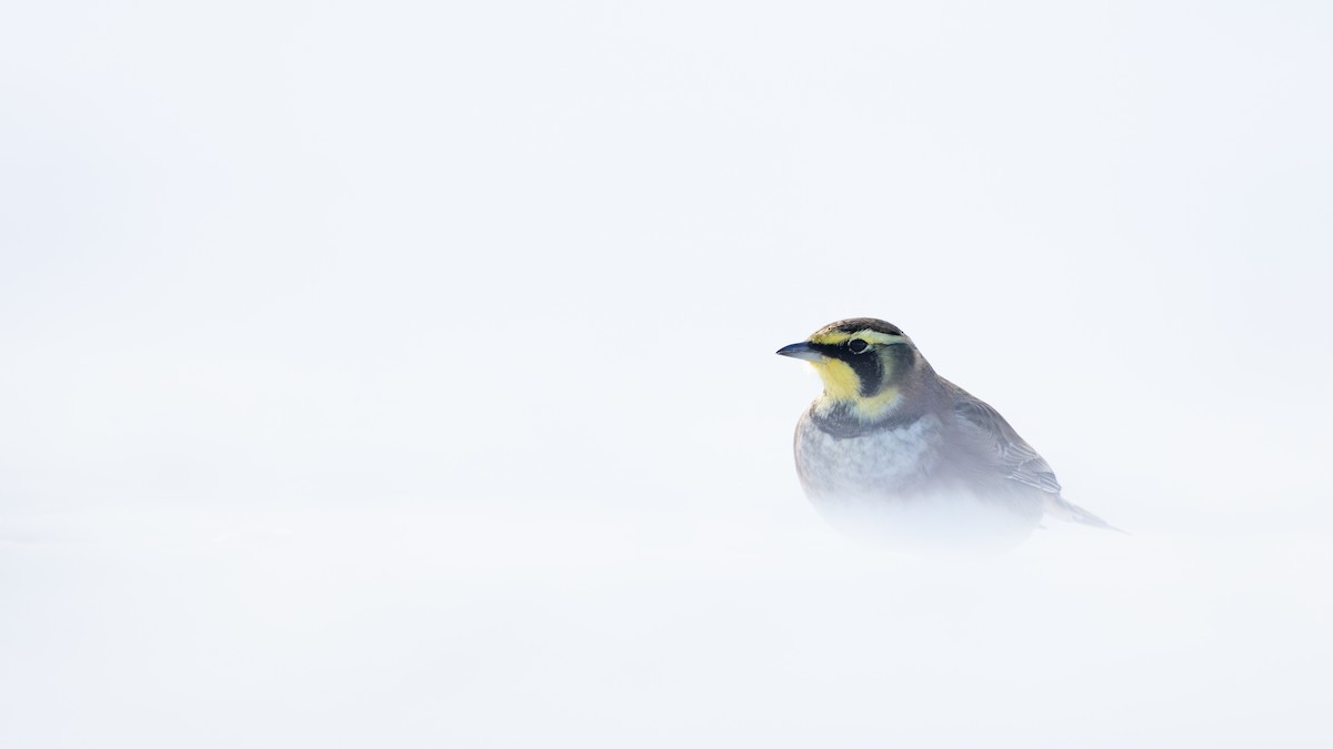 Horned Lark - ML646811433