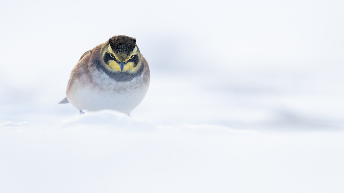 Horned Lark - ML646811434