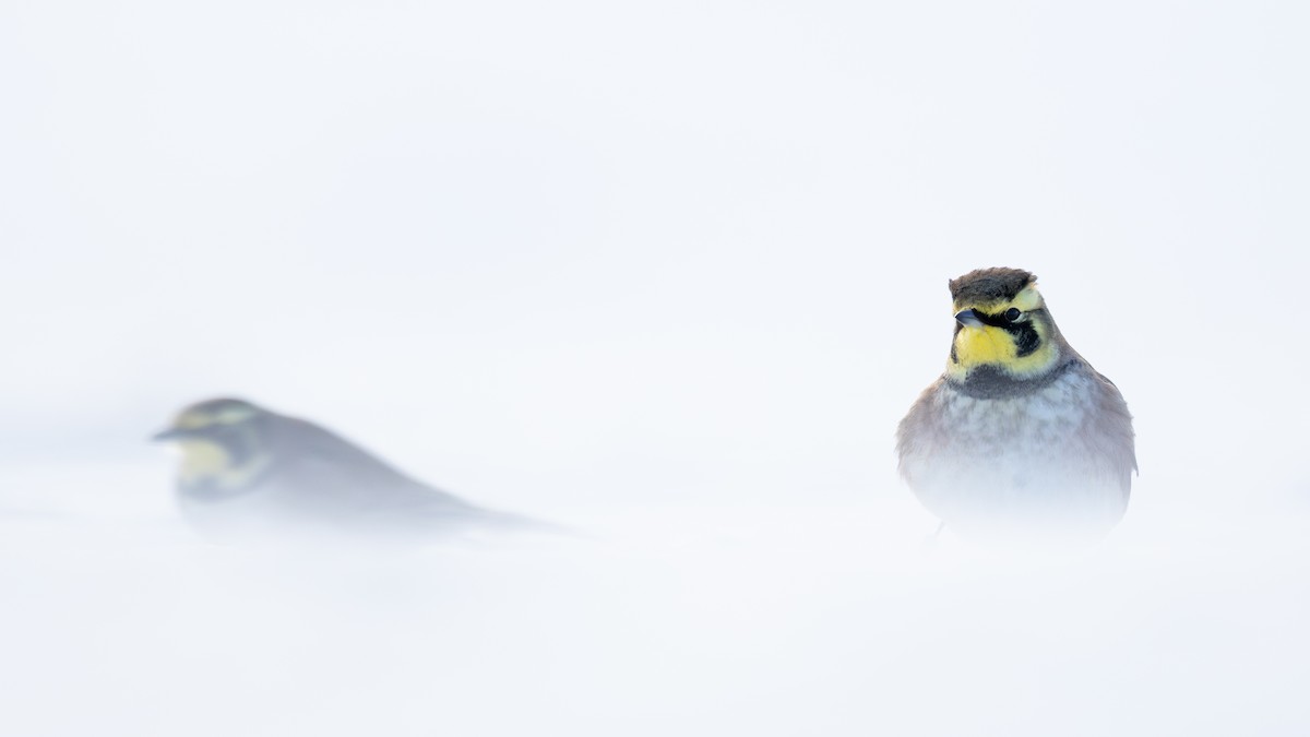 Horned Lark - ML646811435