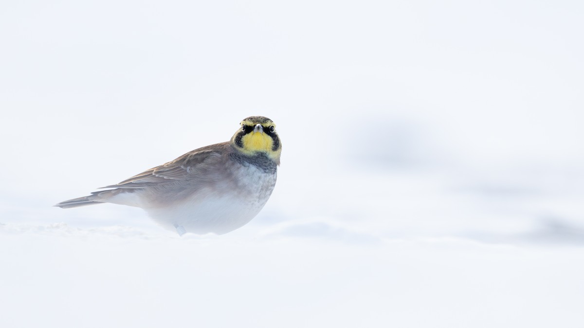 Horned Lark - ML646811436