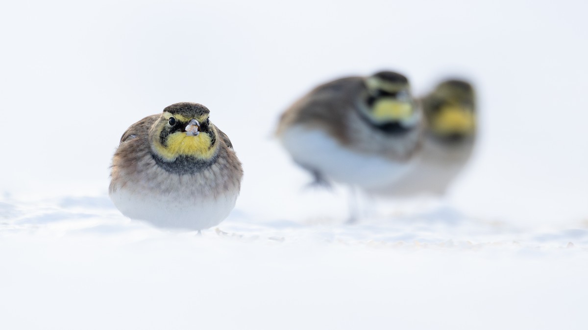 Horned Lark - ML646811437