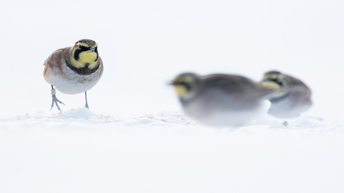 Horned Lark - ML646811438