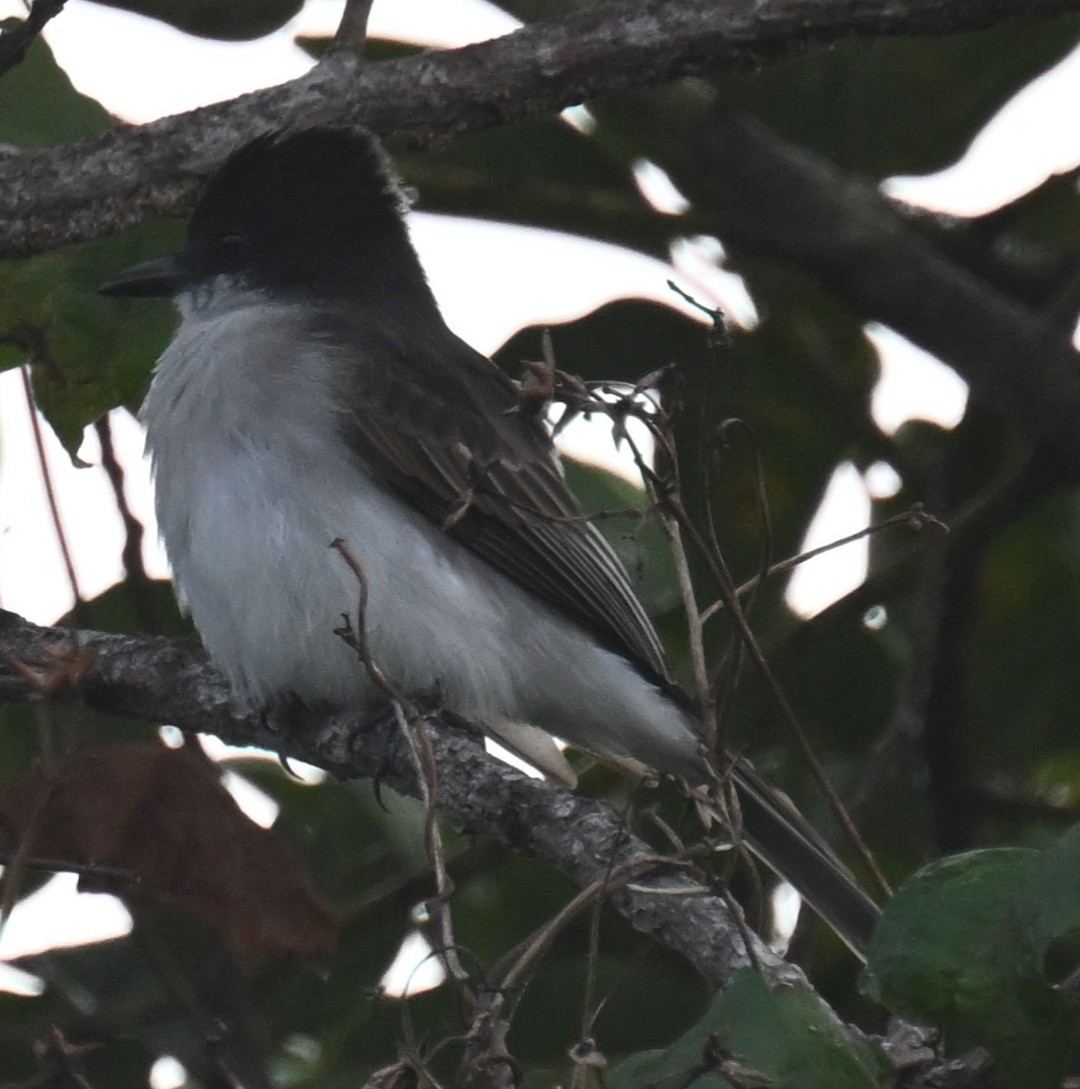 Тиран темноголовий - ML646811442