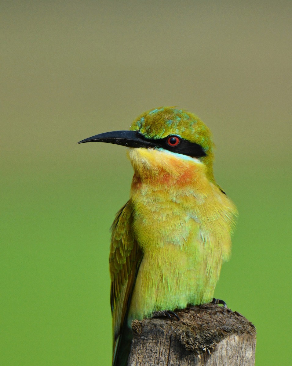 Mavi Kuyruklu Arıkuşu - ML646811443