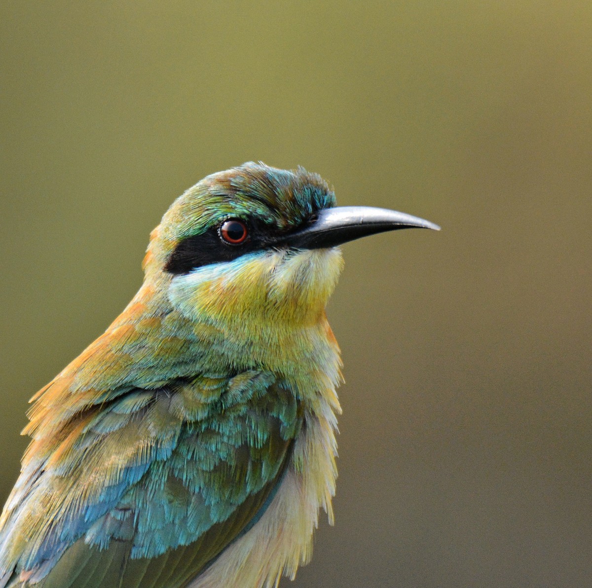 Mavi Kuyruklu Arıkuşu - ML646811444