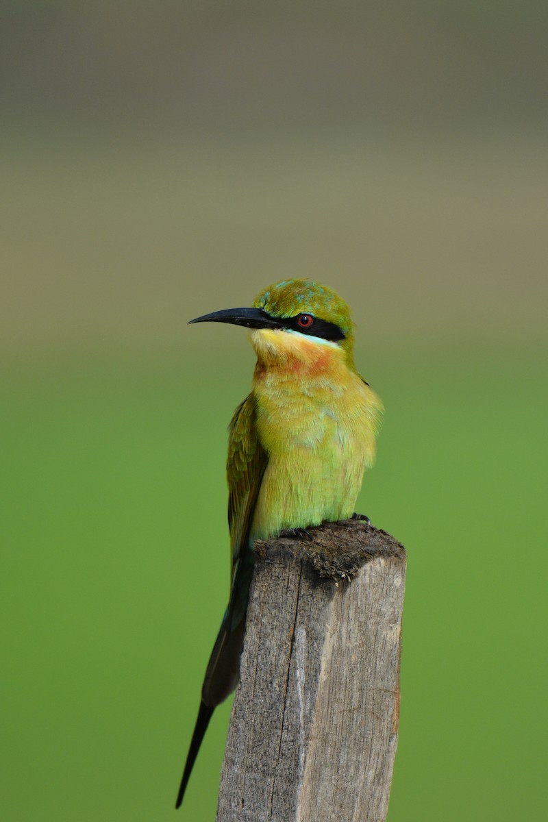 Mavi Kuyruklu Arıkuşu - ML646811445