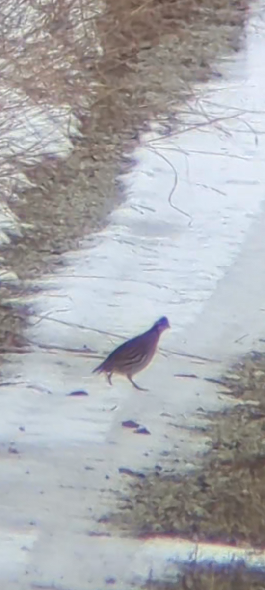 Kolin virginiarra - ML646811446