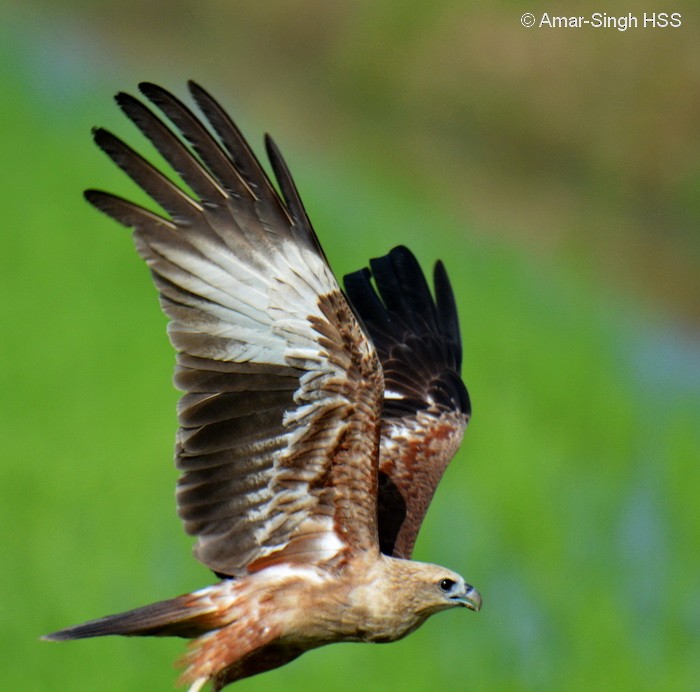 Brahman Çaylağı - ML646811451