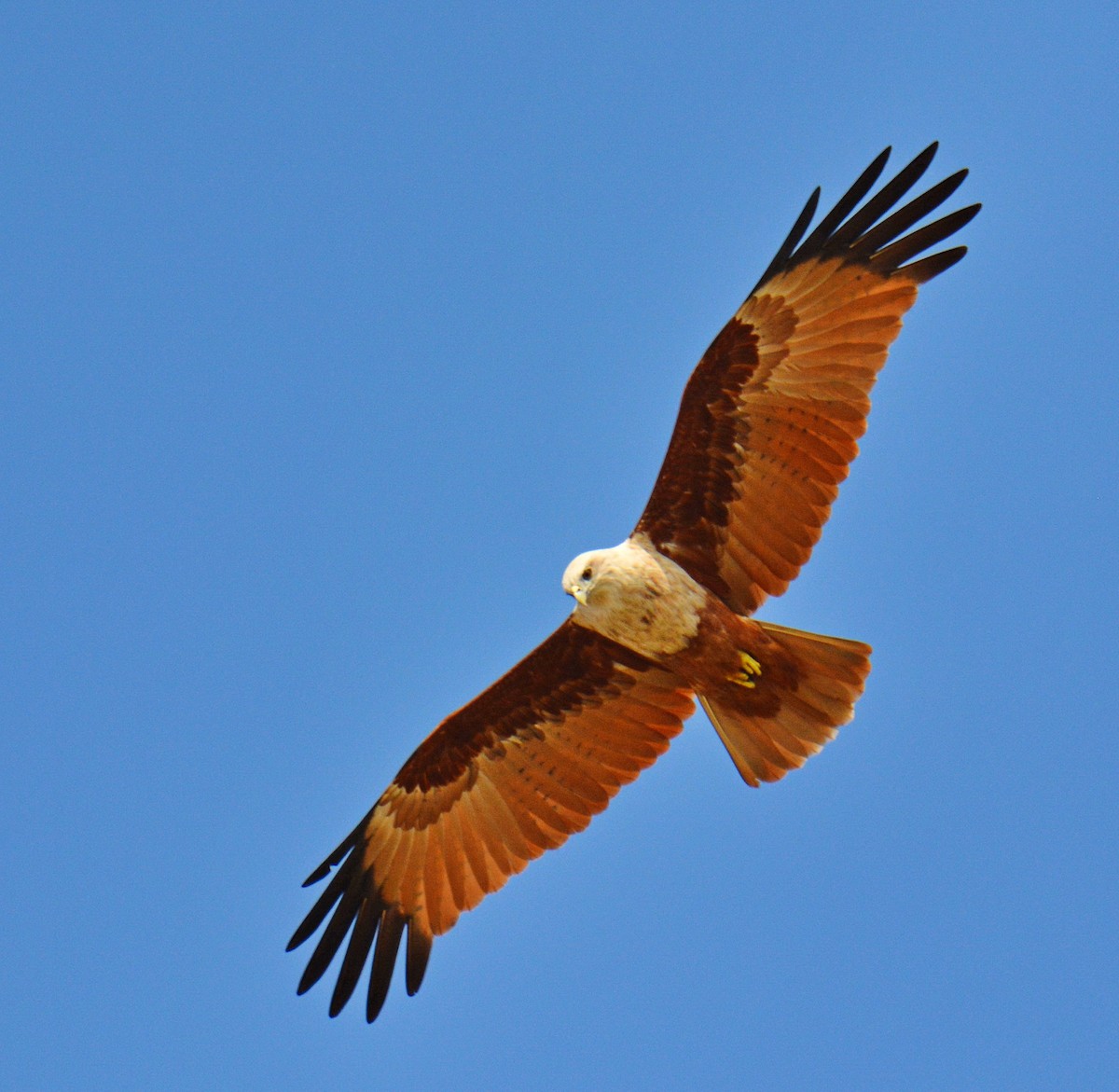 Brahman Çaylağı - ML646811452