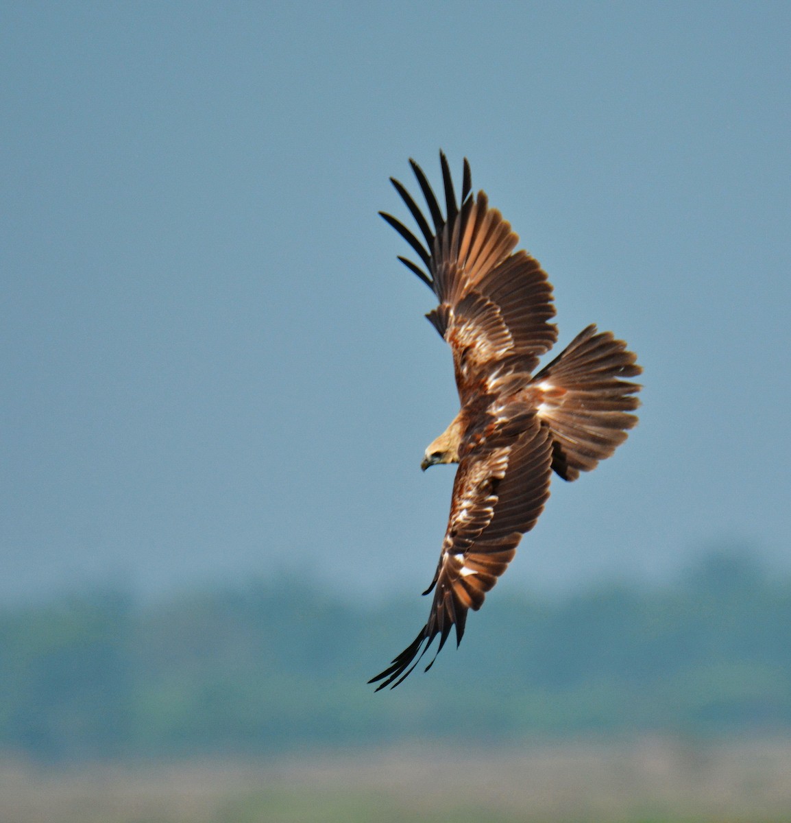Brahman Çaylağı - ML646811453
