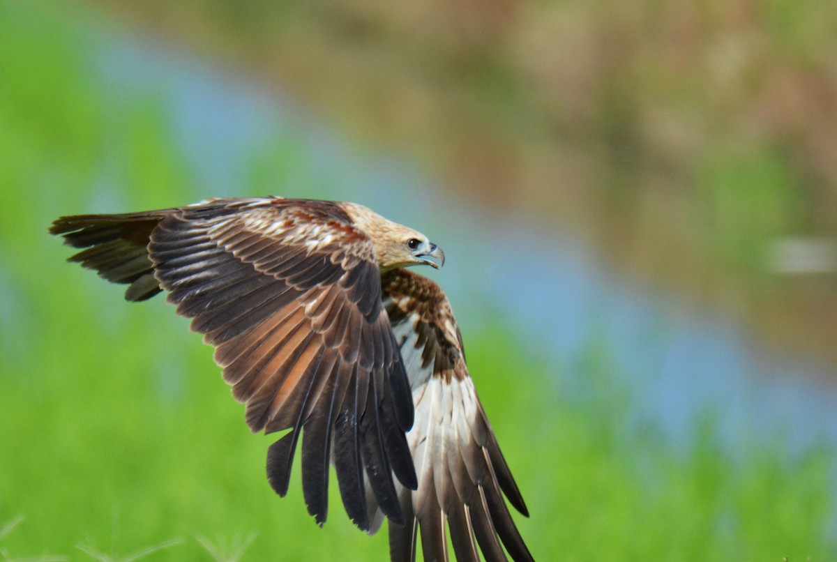 Brahman Çaylağı - ML646811454