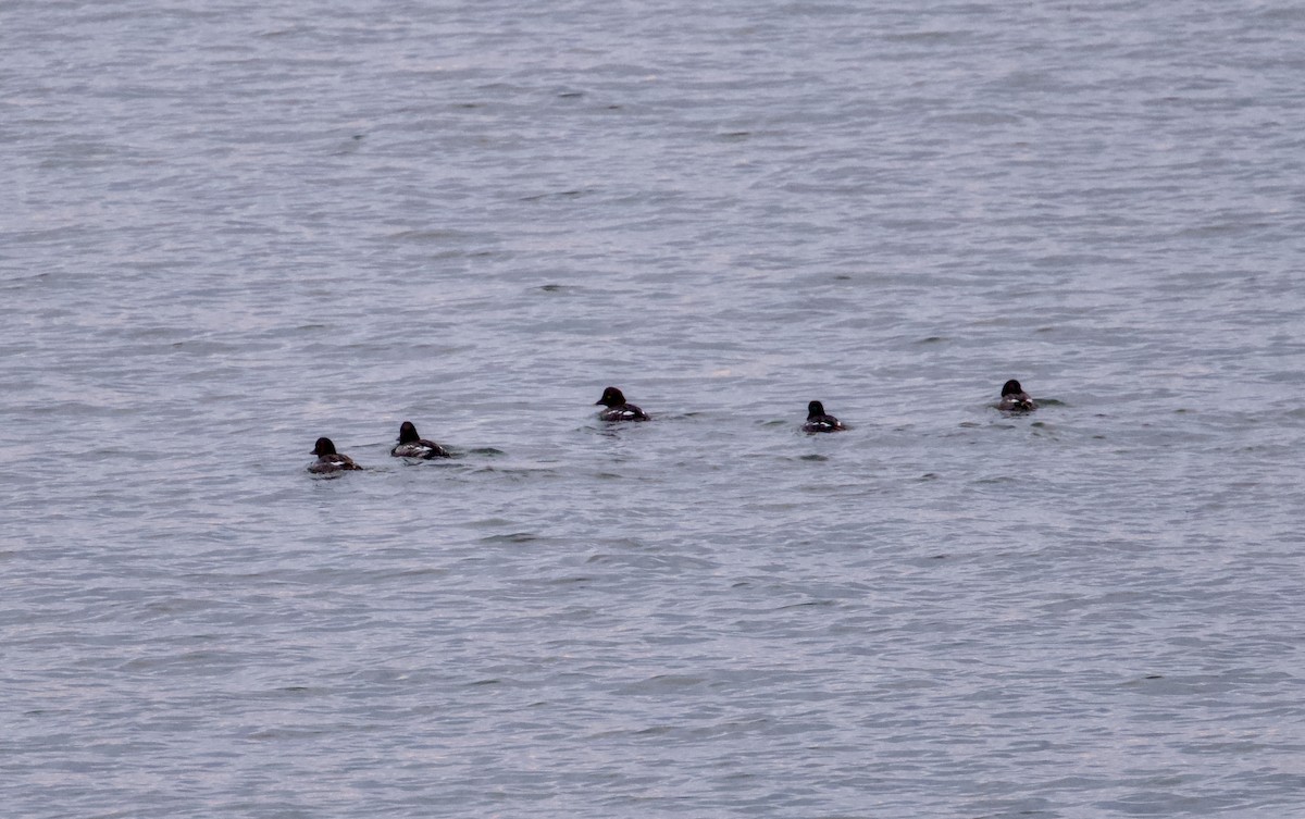 Гоголь - ML646811457