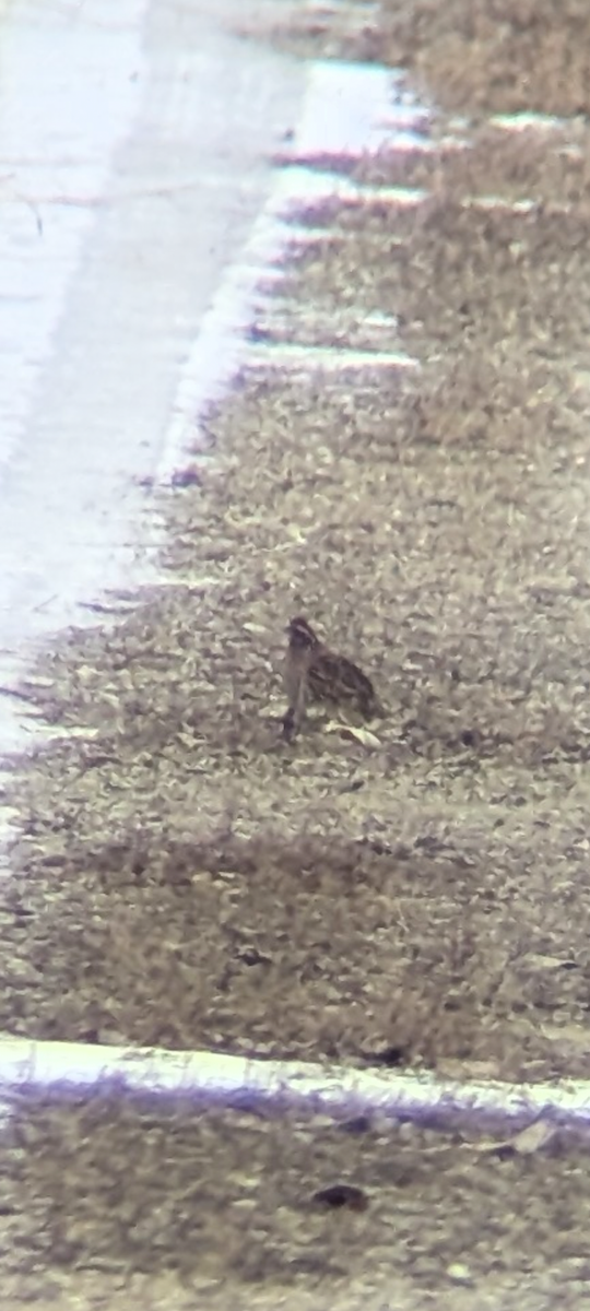 Kolin virginiarra - ML646811458