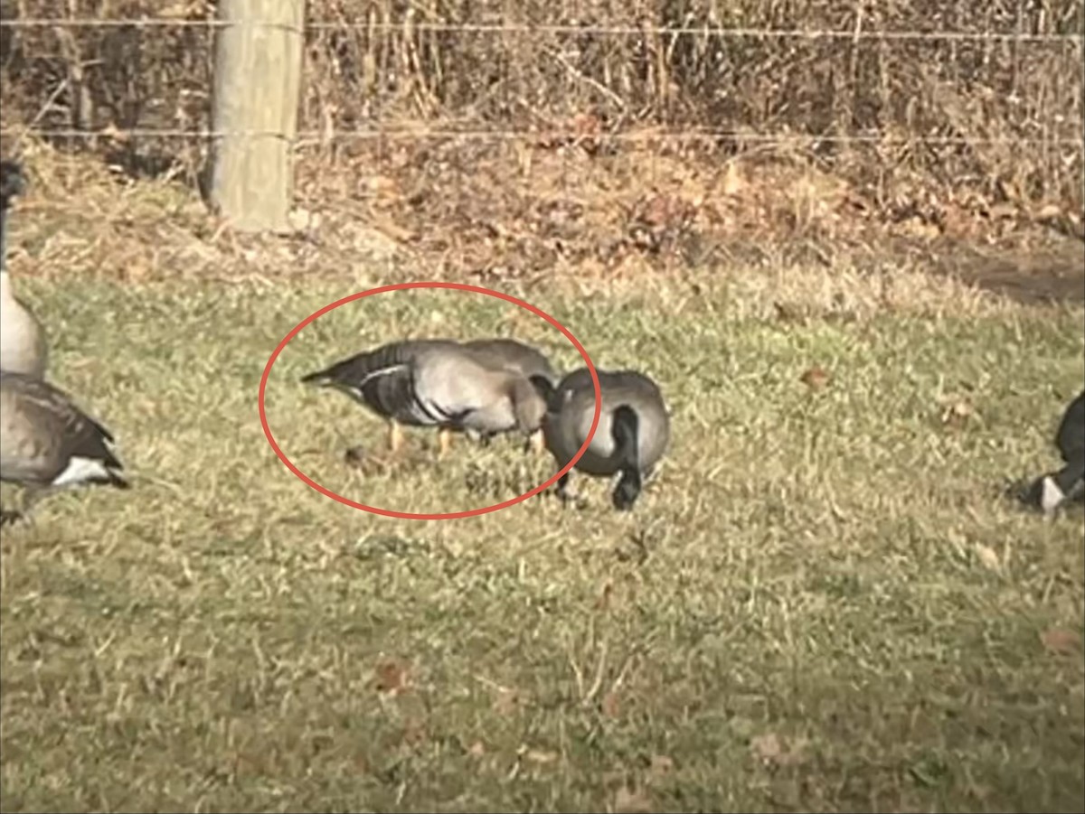 マガン - ML646811462