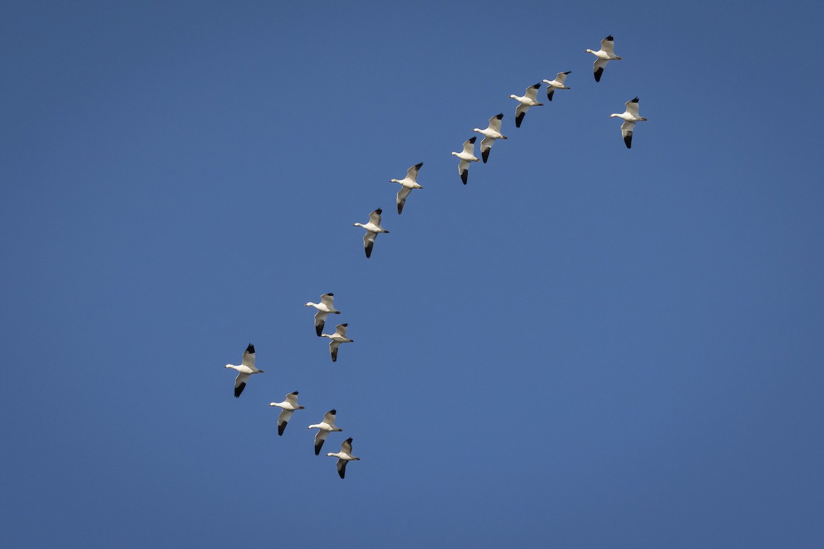 Snow Goose - ML646811463