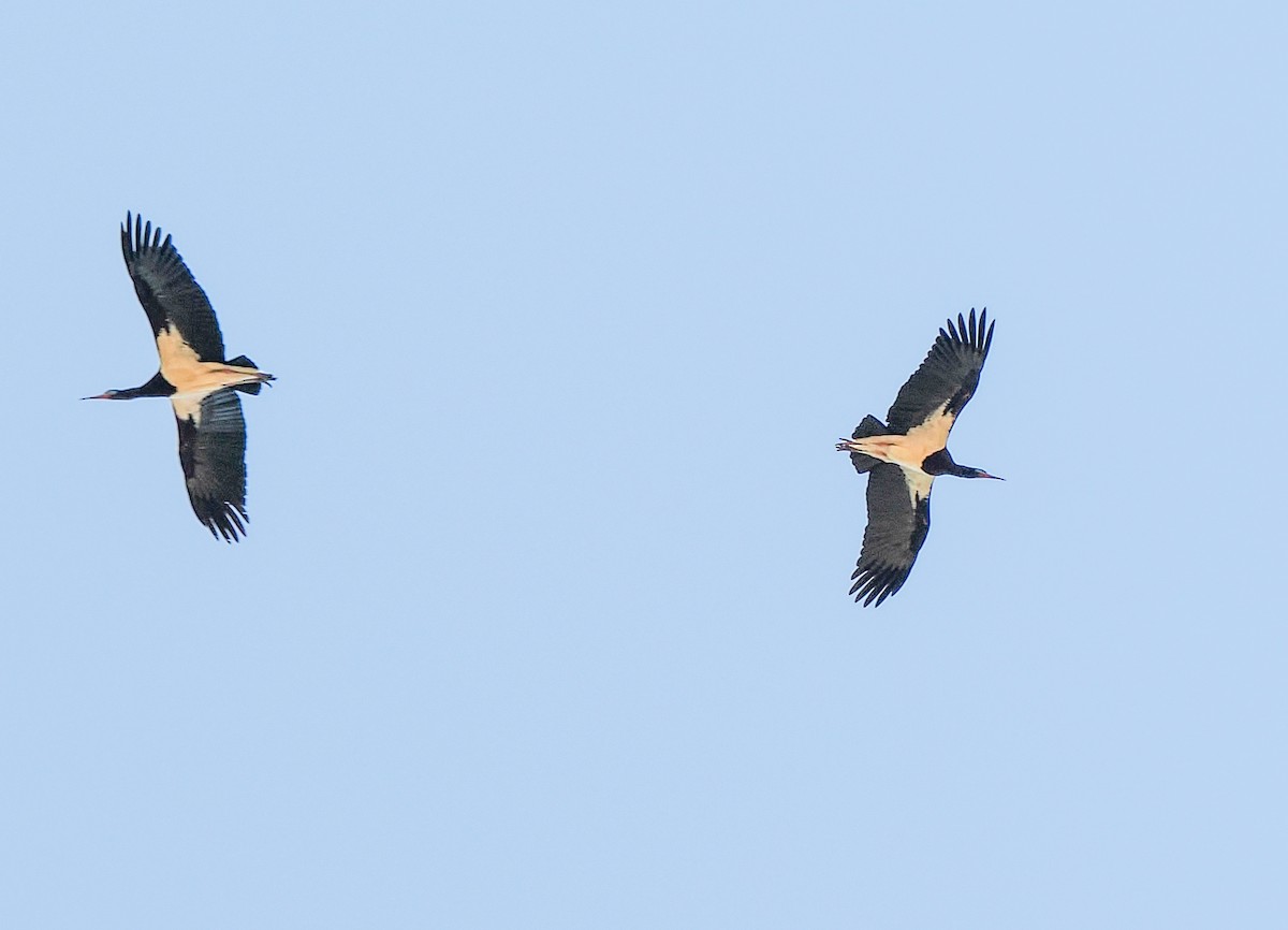 Abdim's Stork - ML646811465