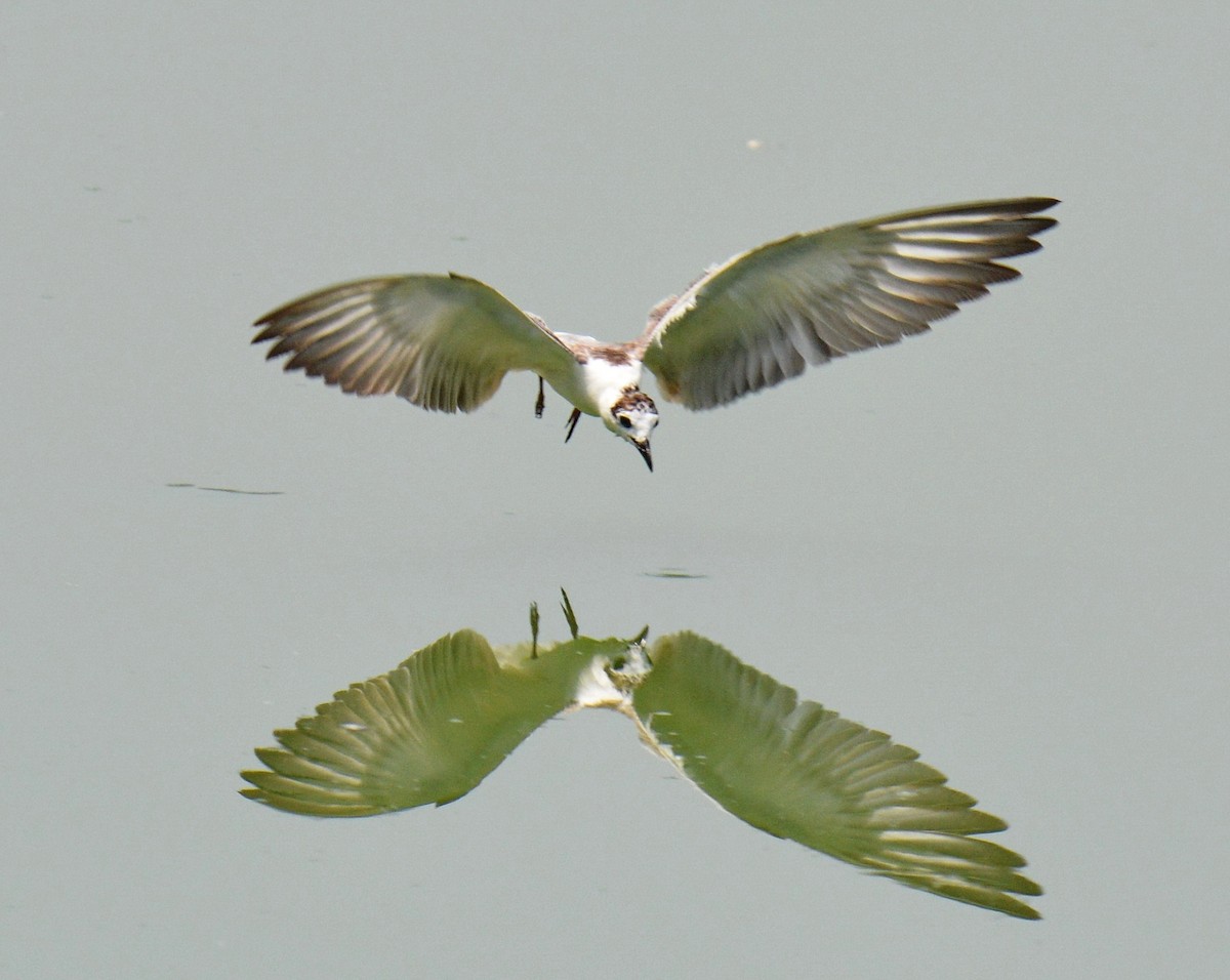 Ak Kanatlı Sumru - ML646811466