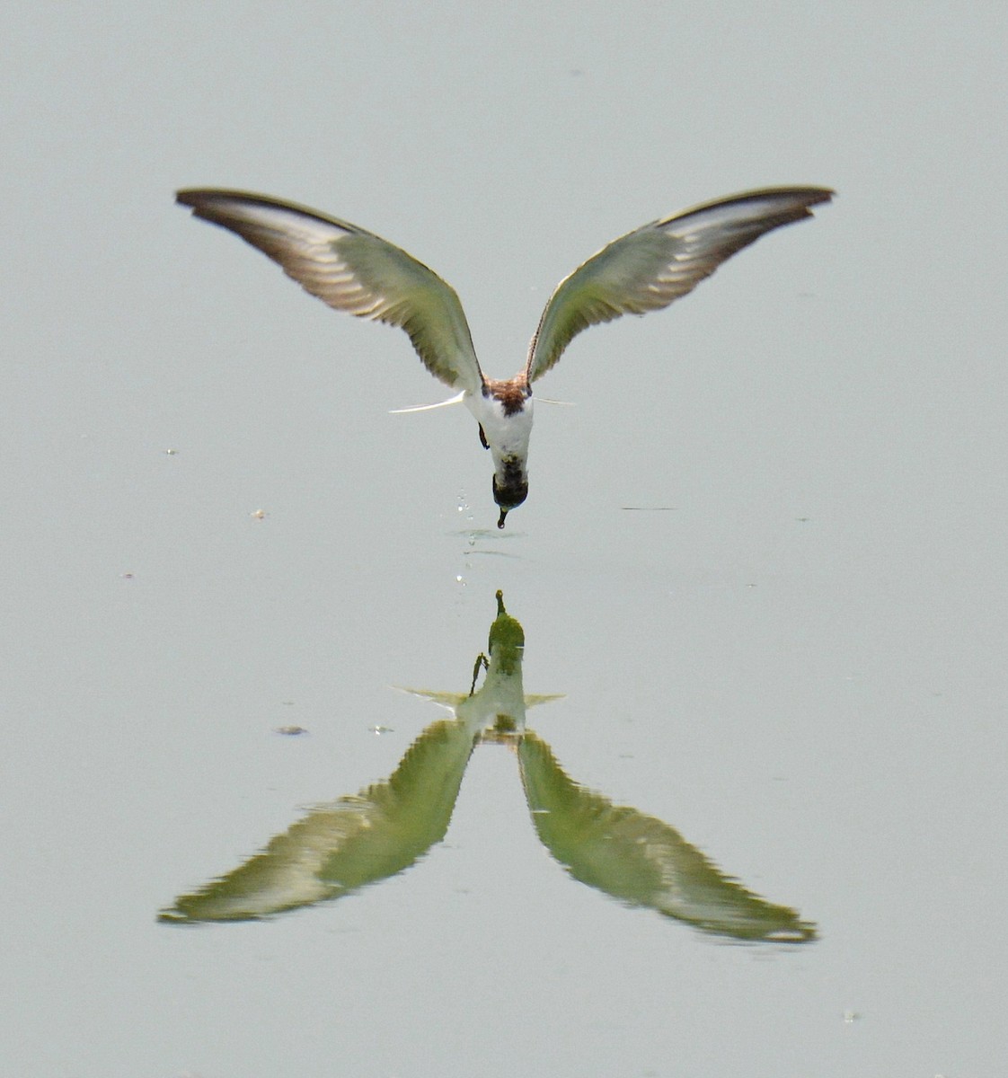 Ak Kanatlı Sumru - ML646811467