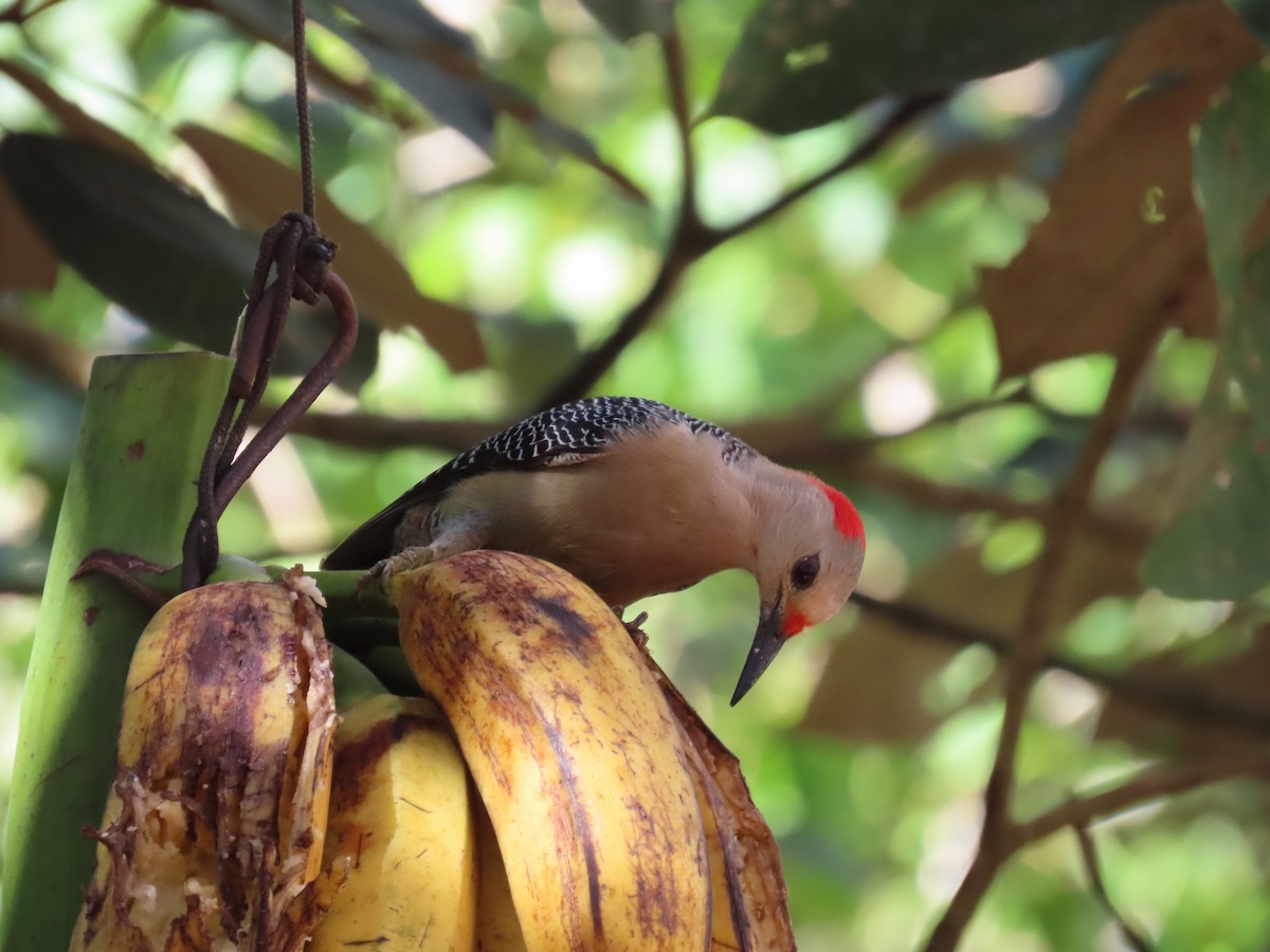 Golden-fronted Woodpecker - ML646811468