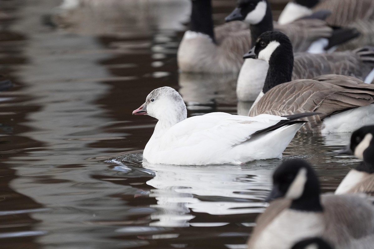 Ross's Goose - ML646811469