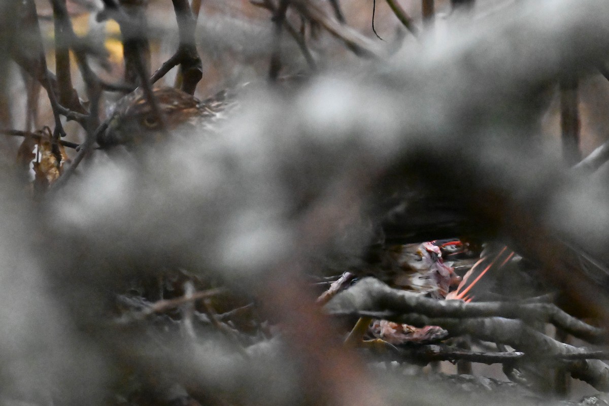 Sharp-shinned/Cooper's Hawk - ML646811470