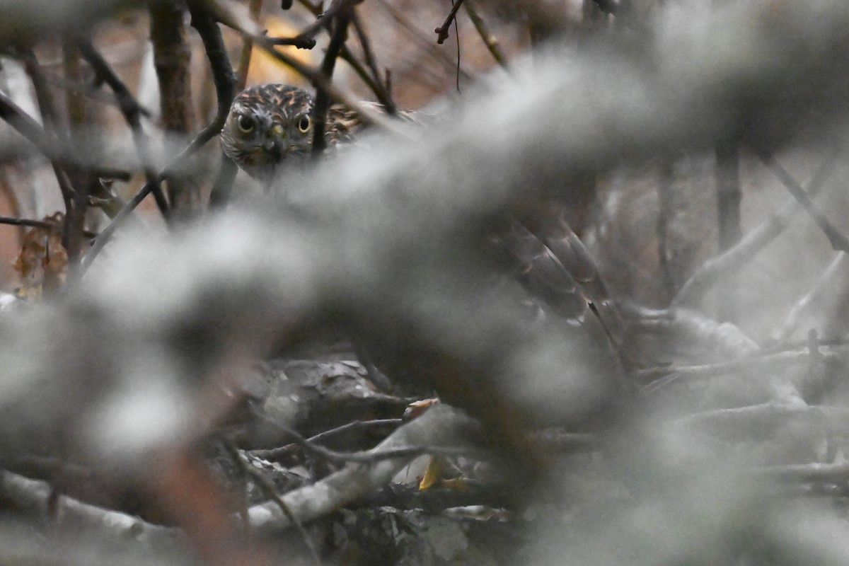 Sharp-shinned/Cooper's Hawk - ML646811471
