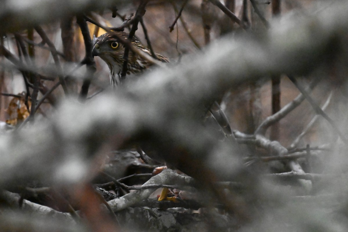 Sharp-shinned/Cooper's Hawk - ML646811472