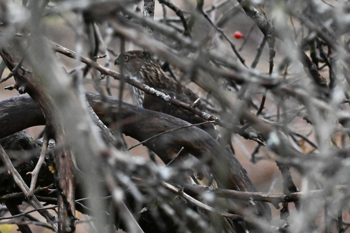 Sharp-shinned/Cooper's Hawk - ML646811473