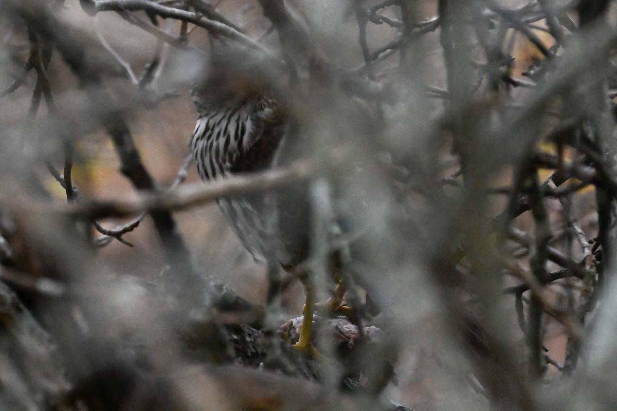 Sharp-shinned/Cooper's Hawk - ML646811474