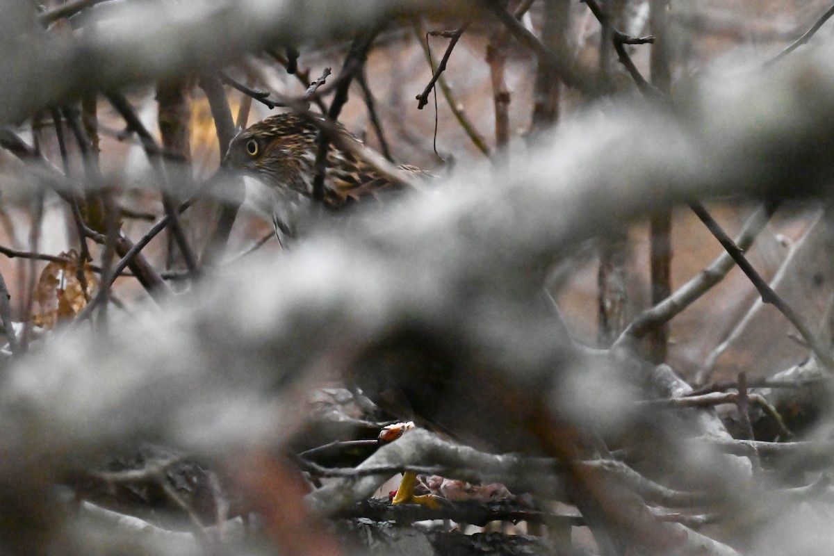 Sharp-shinned/Cooper's Hawk - ML646811475