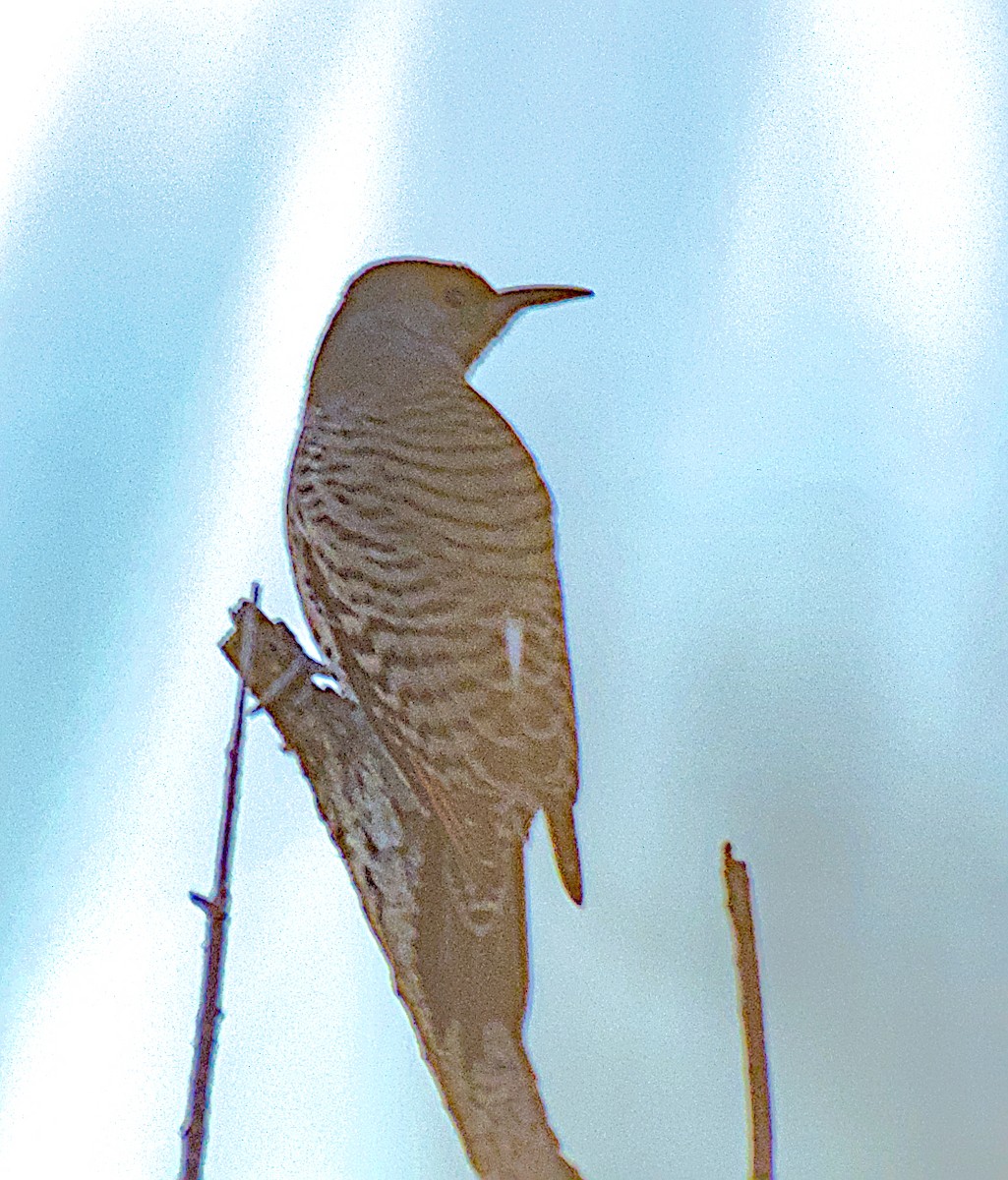 Altın Ağaçkakan - ML646811476