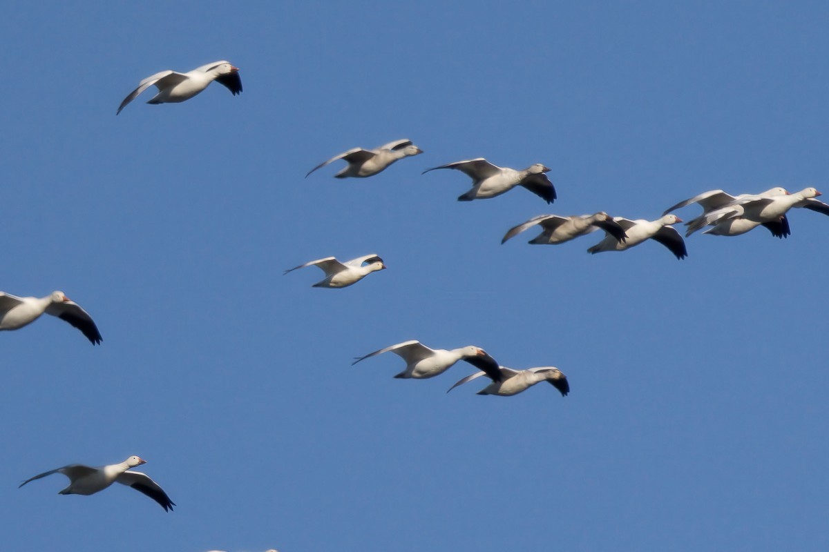 Ross's Goose - ML646811477