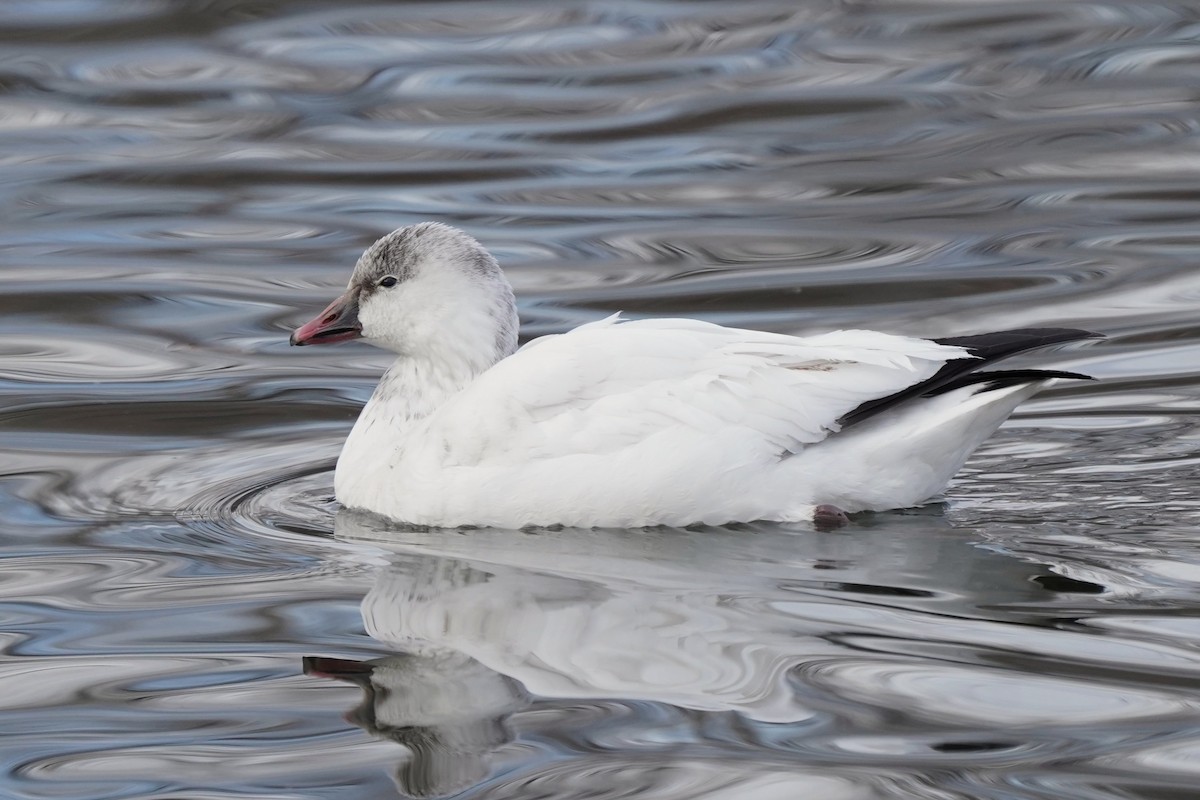 Ross's Goose - ML646811478