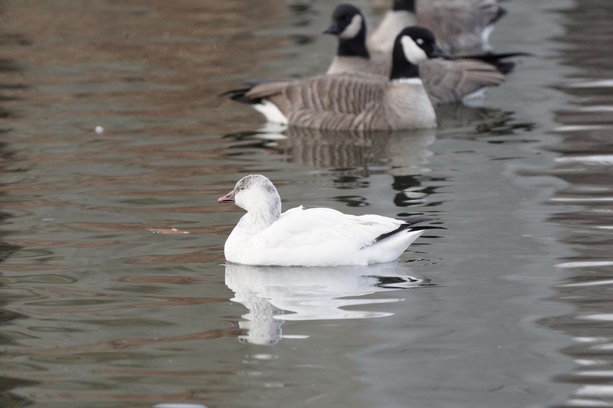 Ross's Goose - ML646811479
