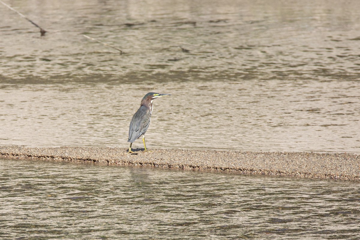 Green Heron - ML646811480