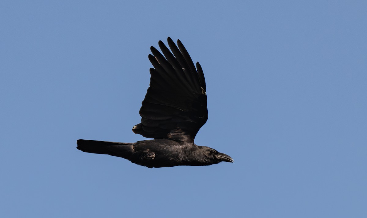 Large-billed Crow (Indian Jungle) - ML646811482