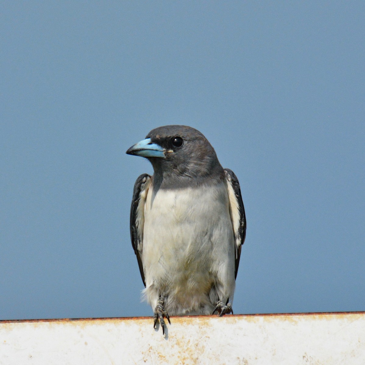 Ak Göğüslü Ormankırlangıcı - ML646811483