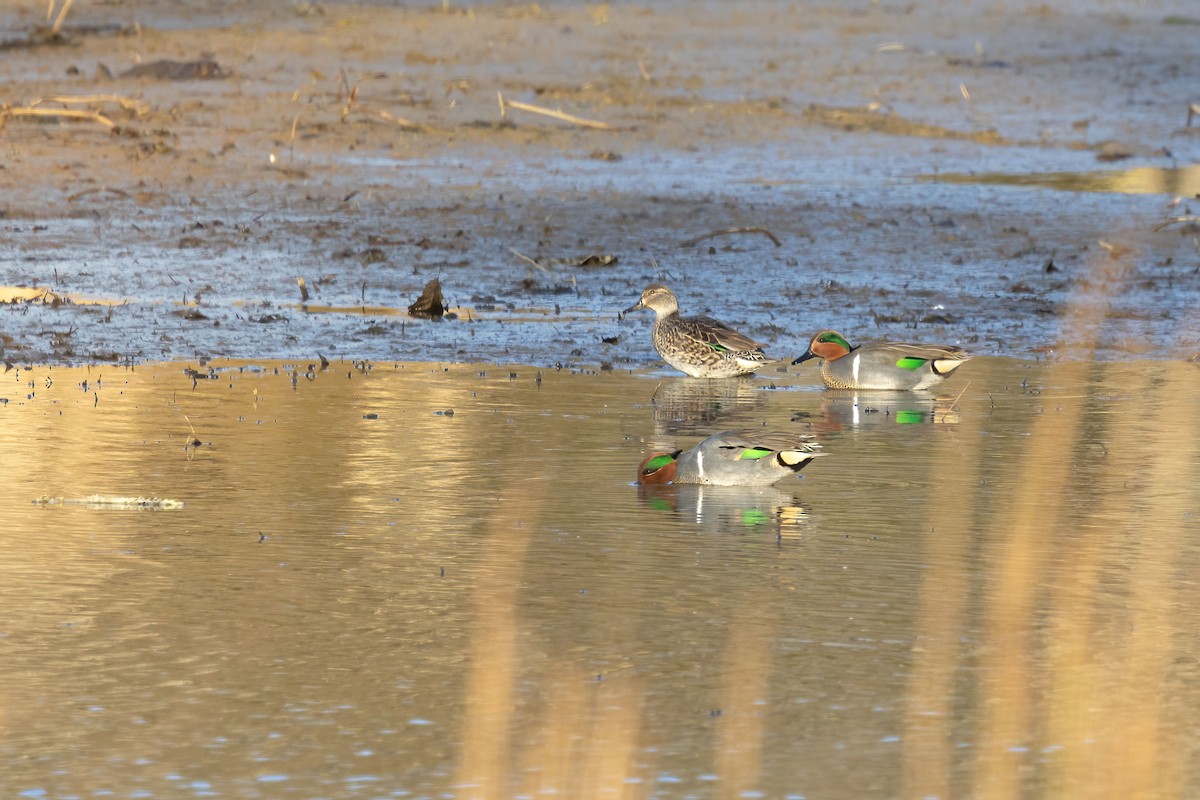Green-winged Teal - ML646811485
