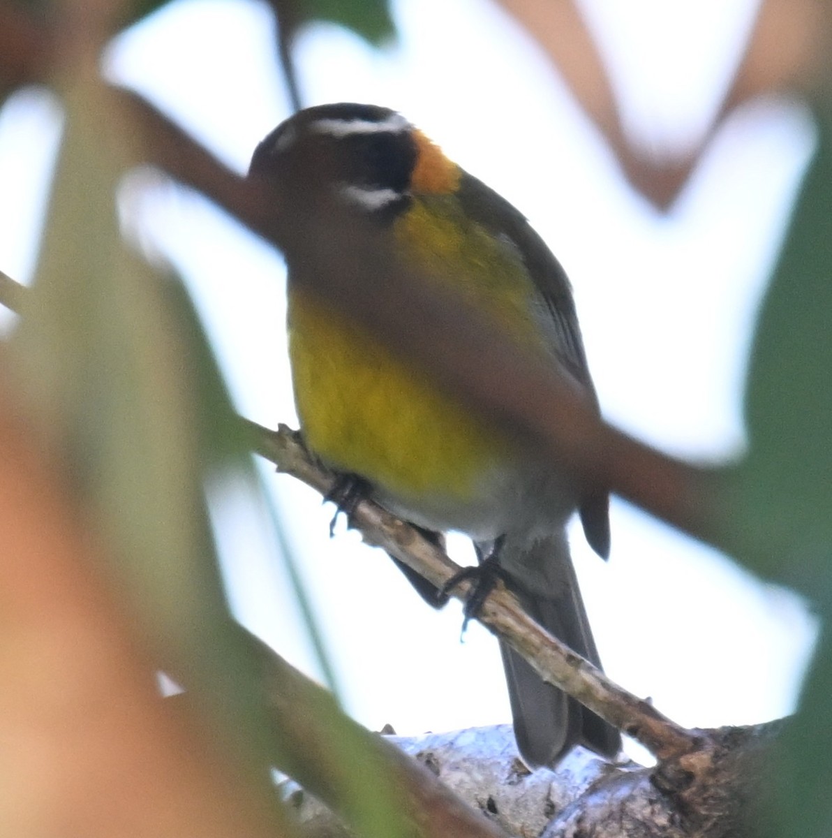 Puerto Rican Spindalis - ML646811487