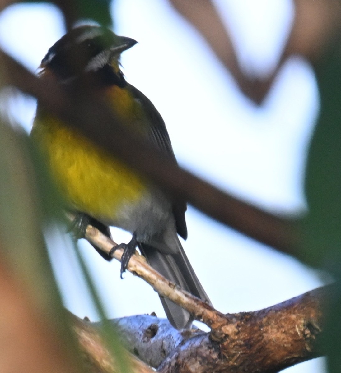 Puerto Rican Spindalis - ML646811488