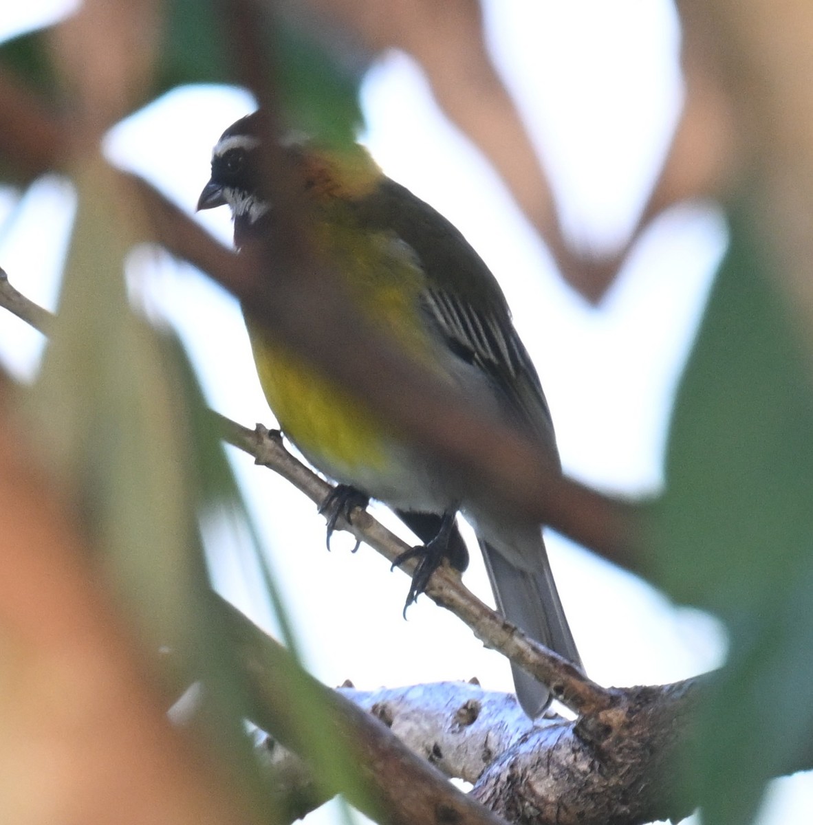 Puerto Rican Spindalis - ML646811489