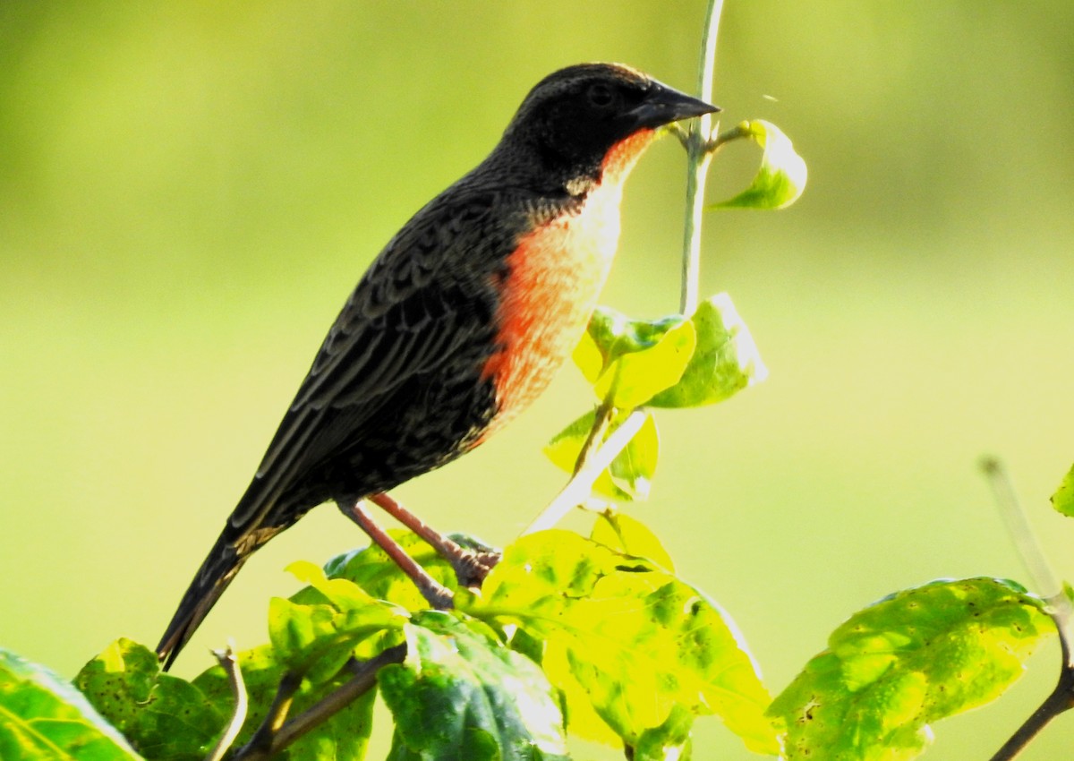 Rotbruststärling - ML646811498