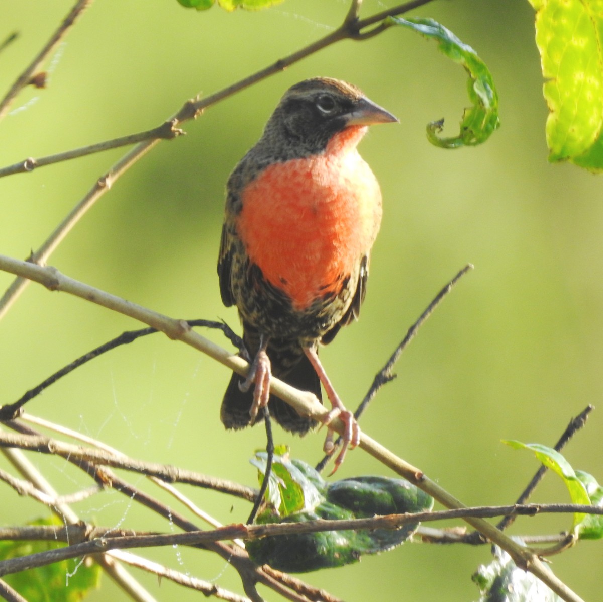 Rotbruststärling - ML646811499