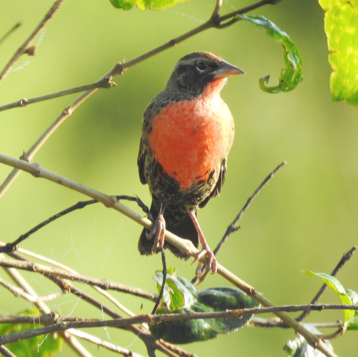 Rotbruststärling - ML646811500