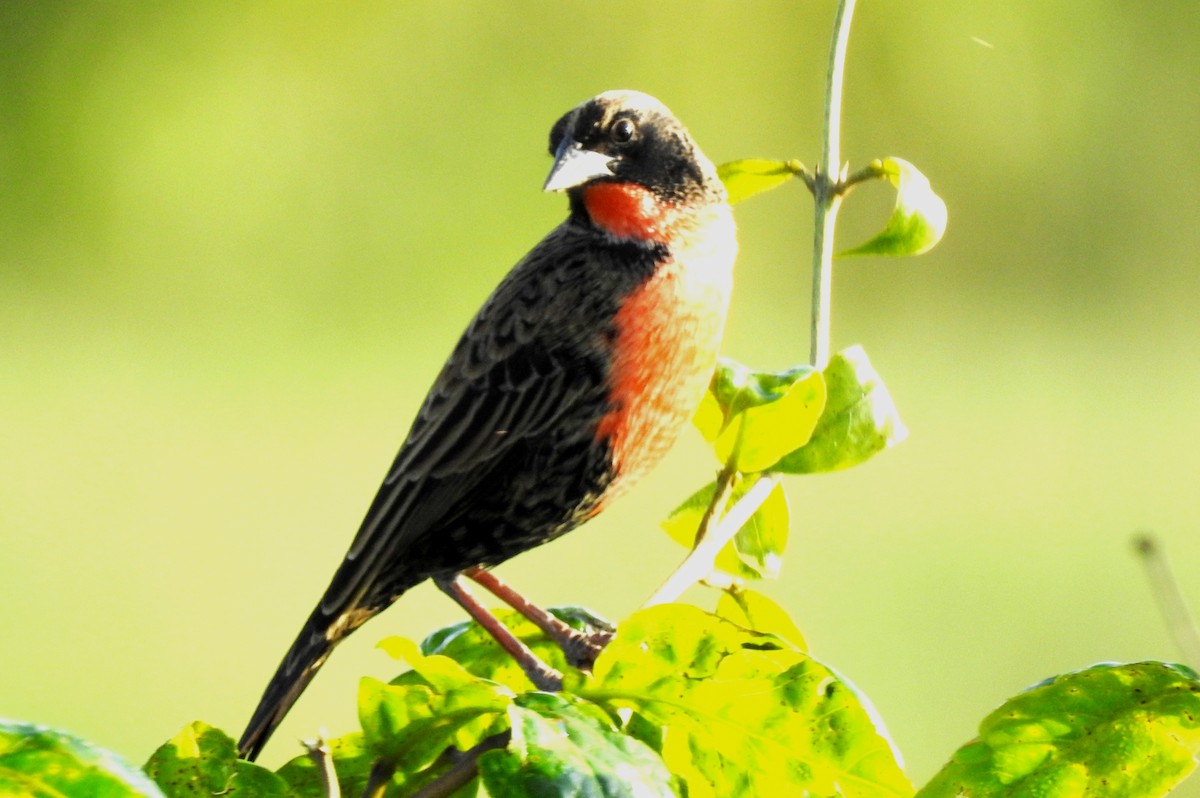 Rotbruststärling - ML646811501