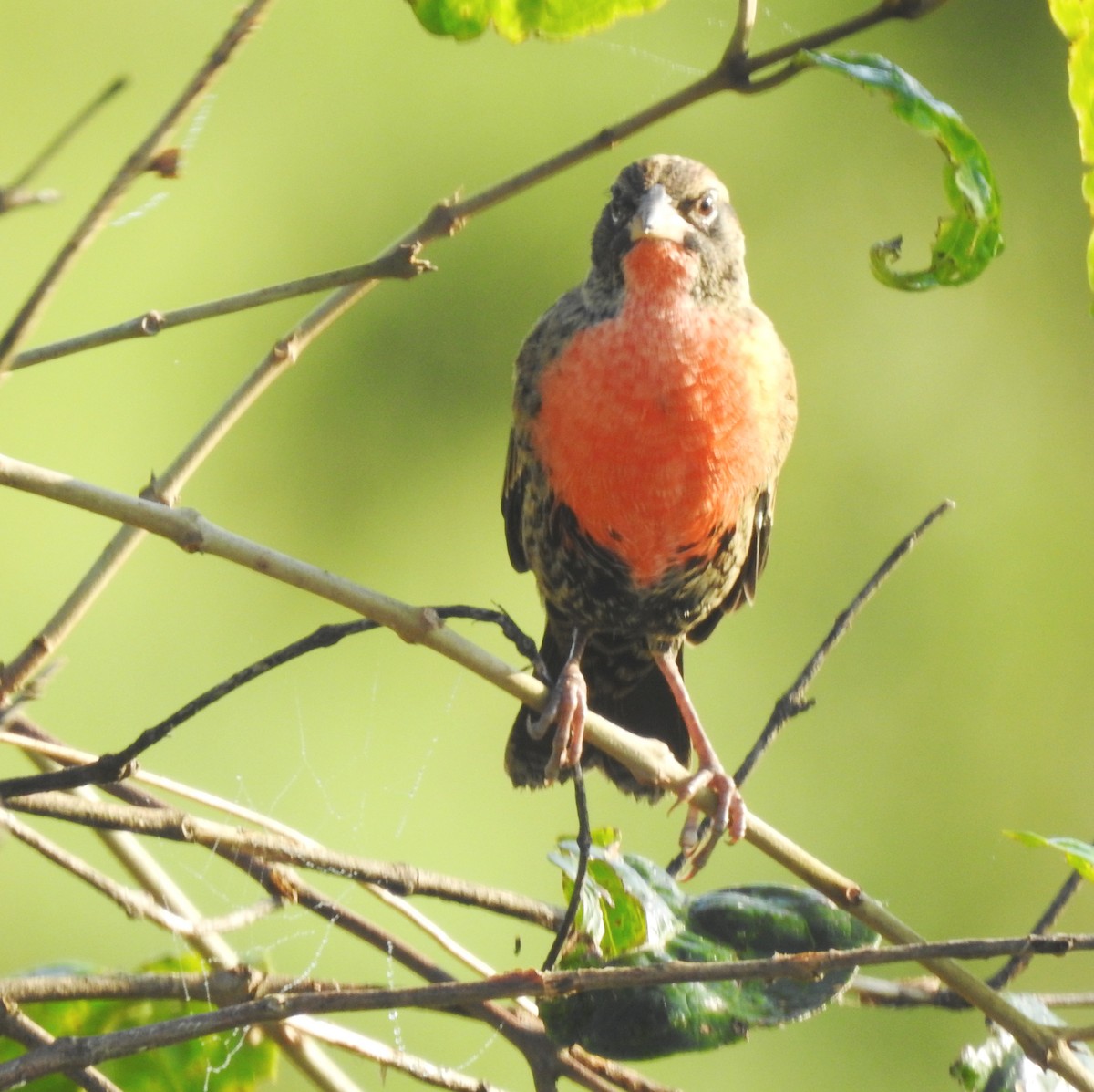 Rotbruststärling - ML646811502