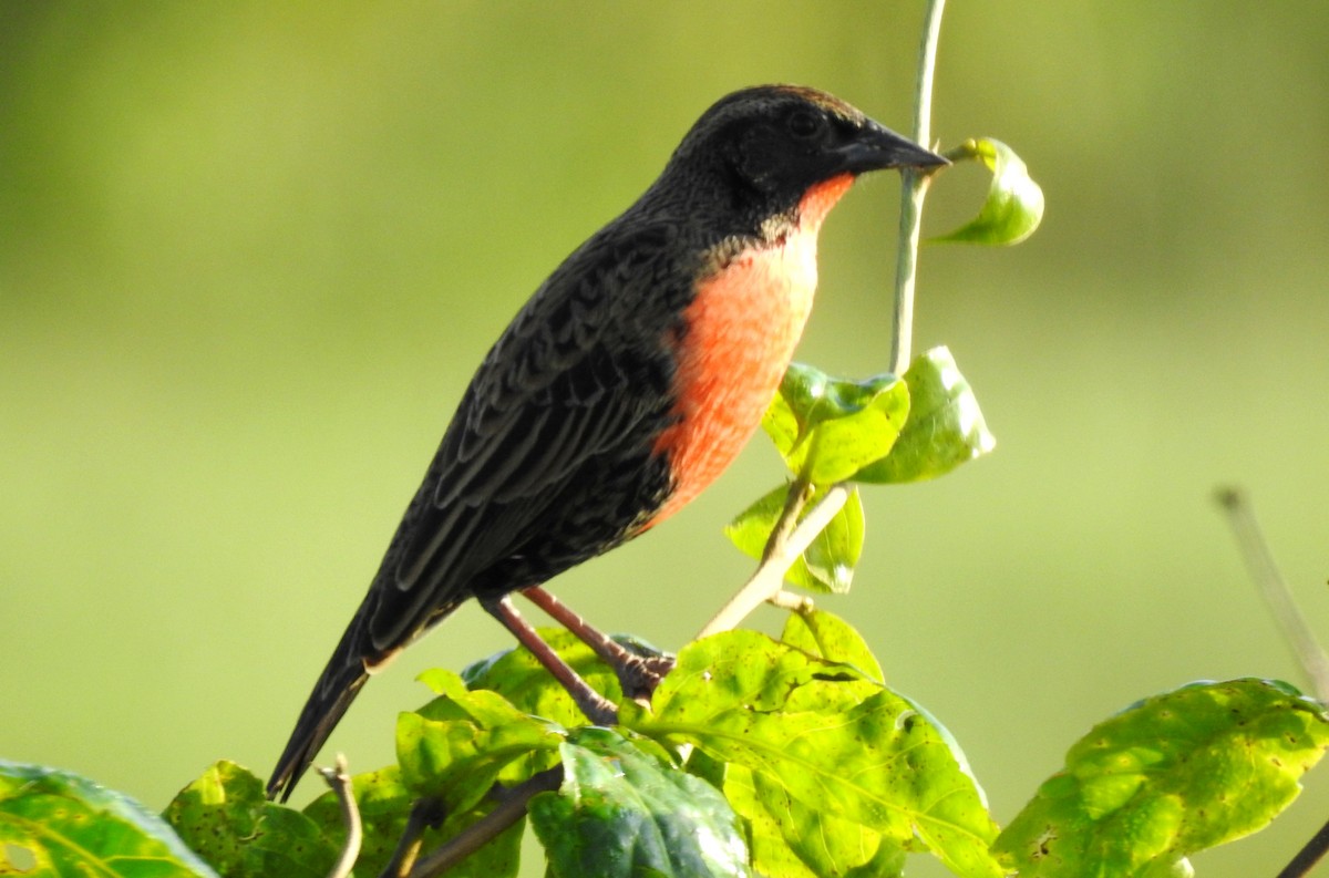 Rotbruststärling - ML646811503