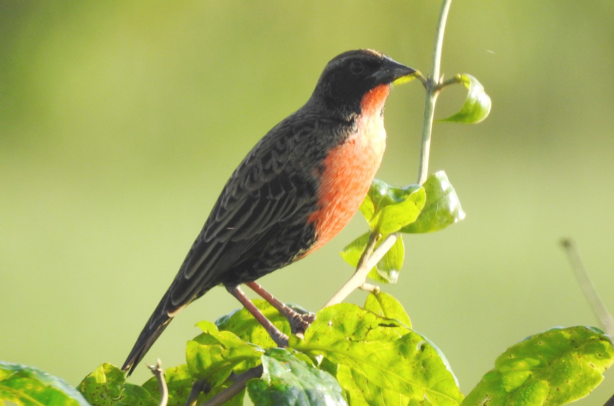 Rotbruststärling - ML646811504