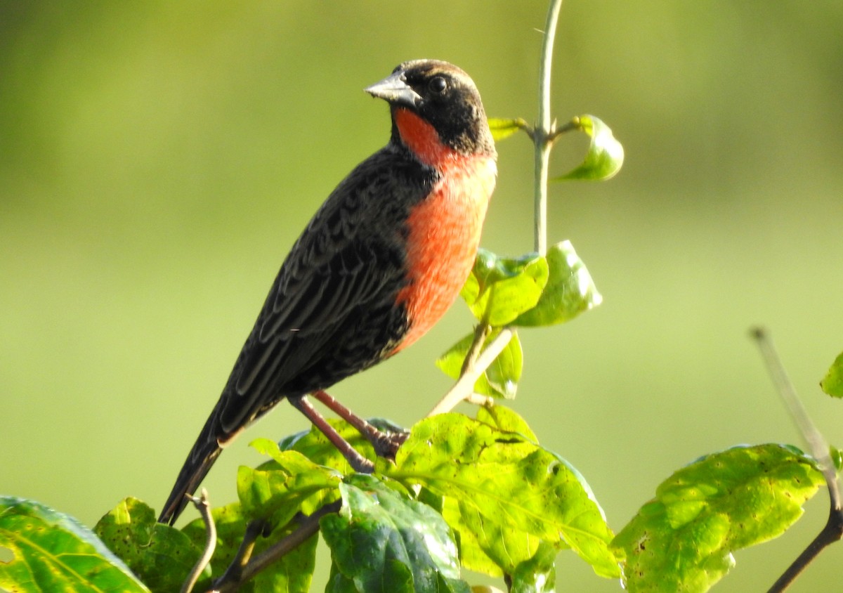 Rotbruststärling - ML646811505