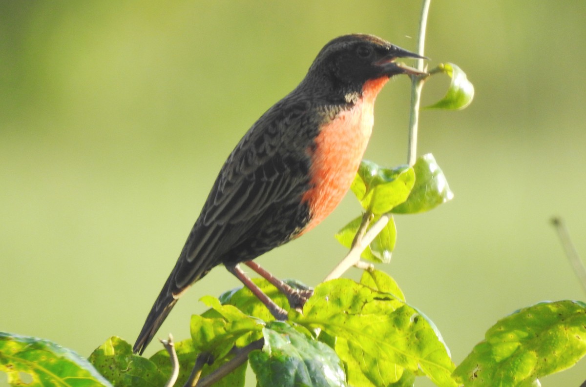 Rotbruststärling - ML646811506